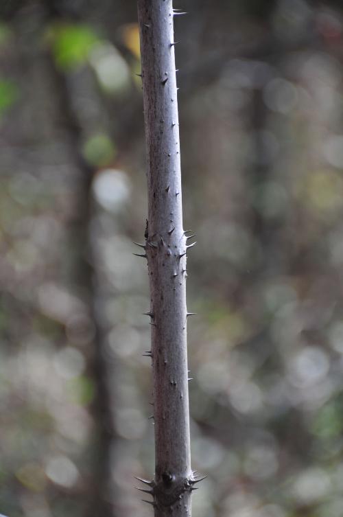 Devils Walking Stick