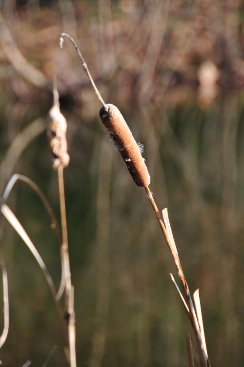 Cattail or Typha Latifolia