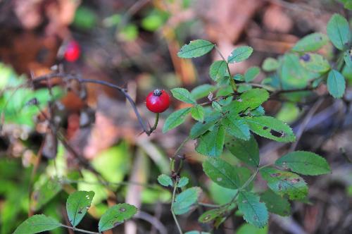 Rose Hips