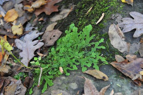 Liverworts (Marchantiophyta)