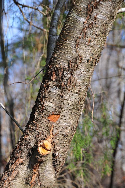 Wild Black Cherry Tree