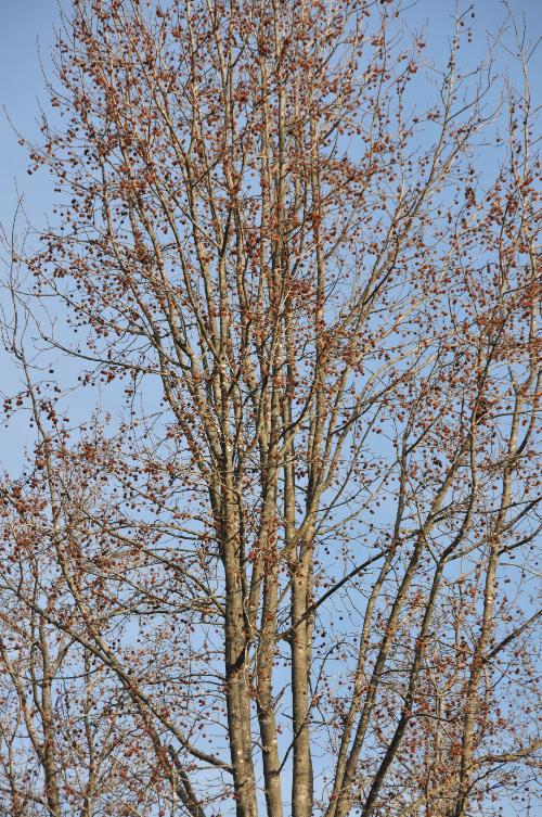 Sweet Gum Tree