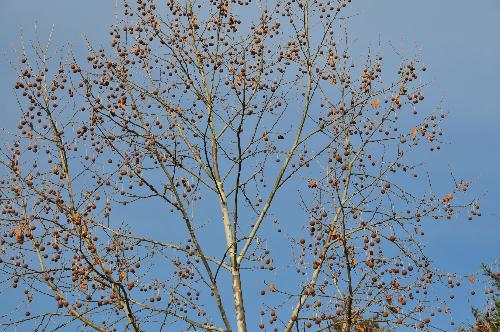 Sycamore Tree