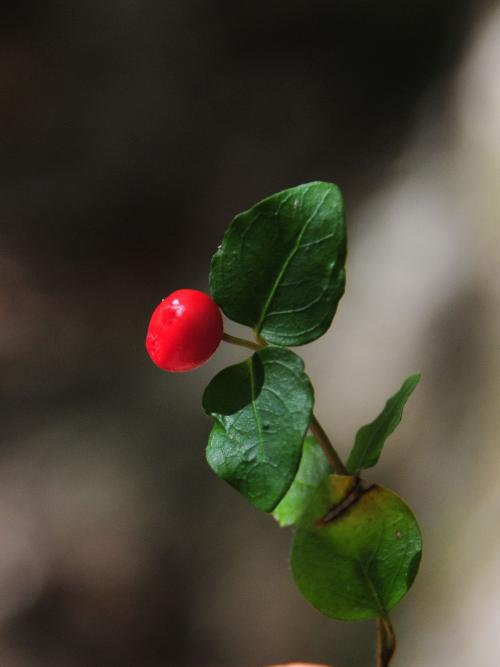 Bear Berries