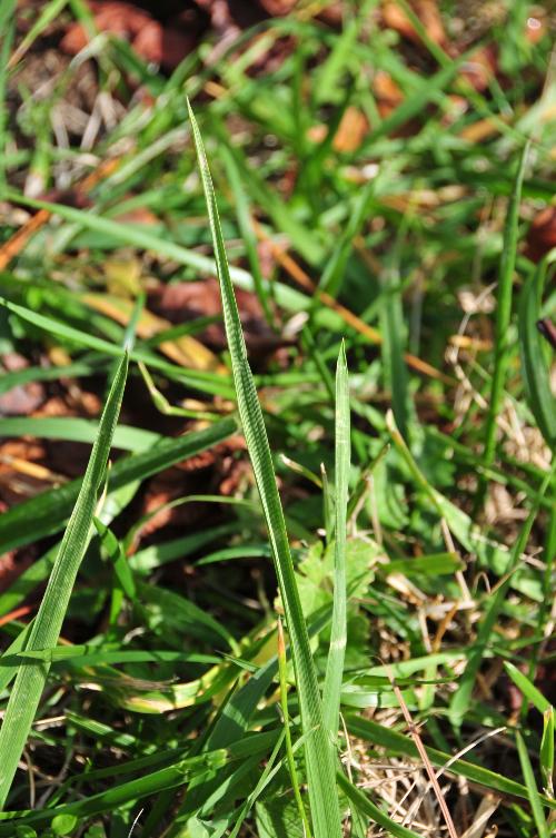 Fescue grass