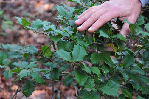  American Holly Tree (Male there, there are no berries)