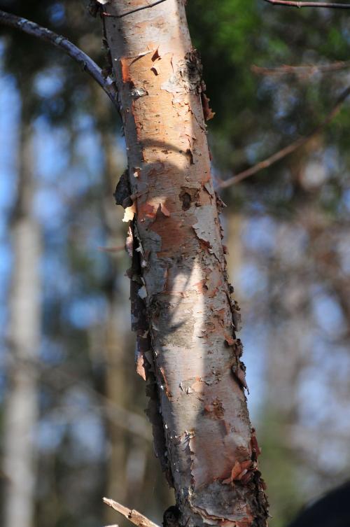Red Burch Bark (bark is paper thin)