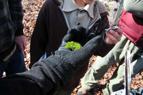 Some Type of Funaria Moss