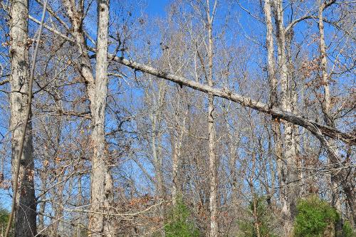 White Oak Trees