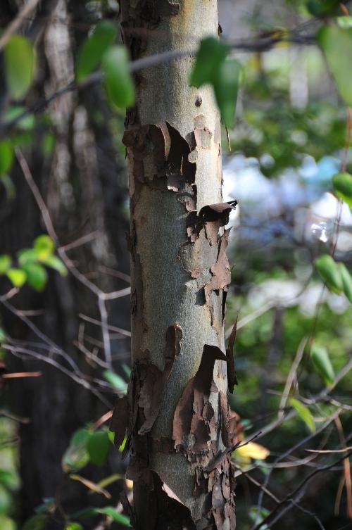Sycamore Tree Bark